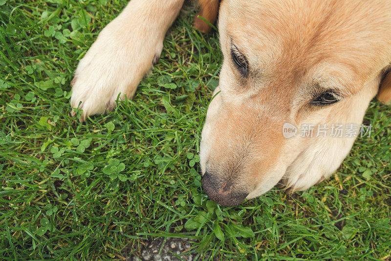 金毛猎犬躺在地上