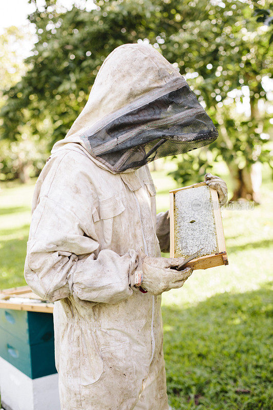 养蜂人从蜂箱托盘中取出蜂蜜