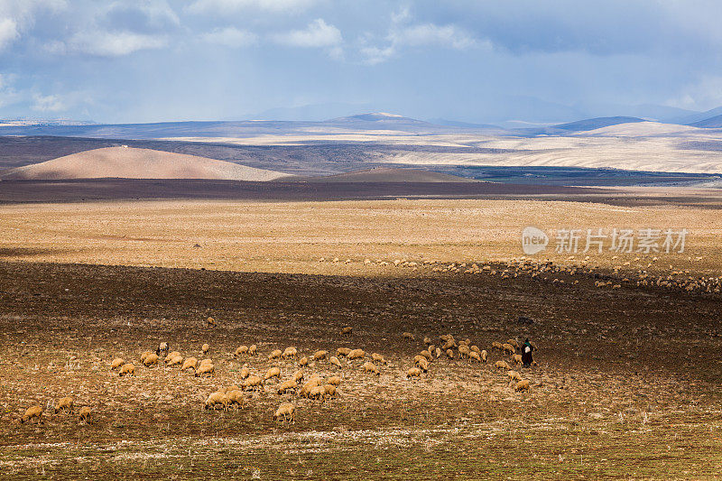 牧羊人和他的羊群在摩洛哥的沙漠
