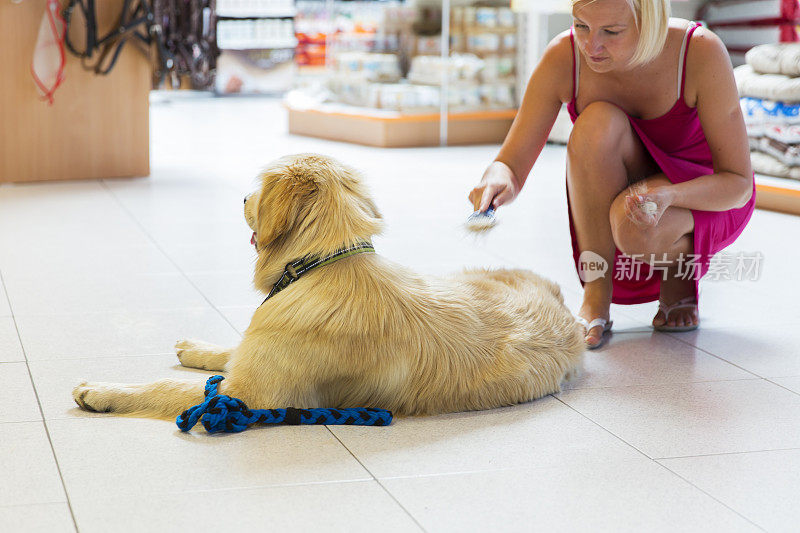 宠物店里的金毛猎犬…主人在给他刷毛