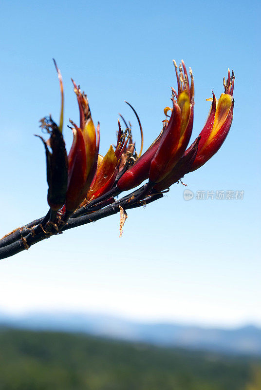 Harakeke(新西兰亚麻)在开花