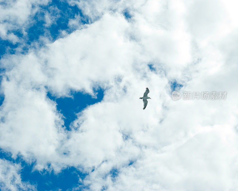 海鸥在空中飞翔，多云的天空