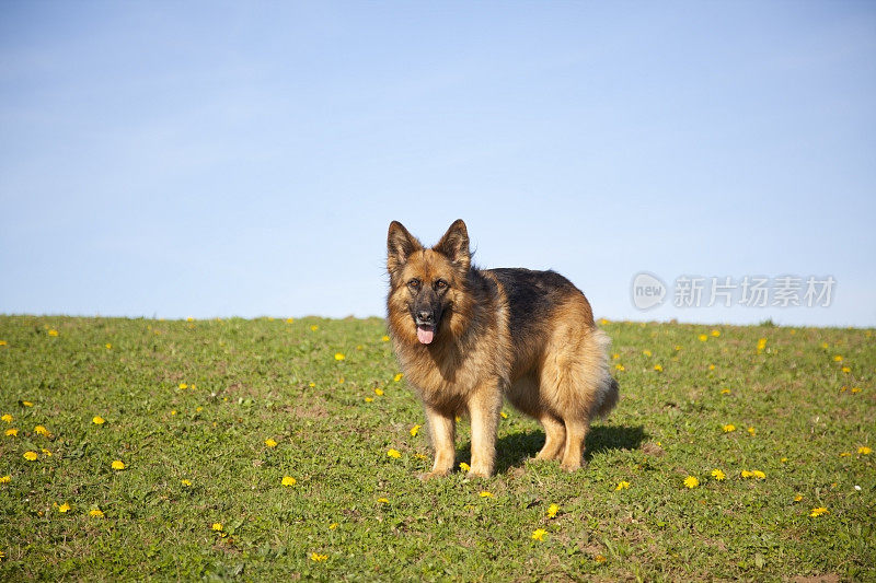 德国牧羊犬看着相机