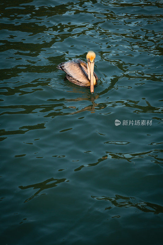 日出时分，鹈鹕在海湾里漂浮