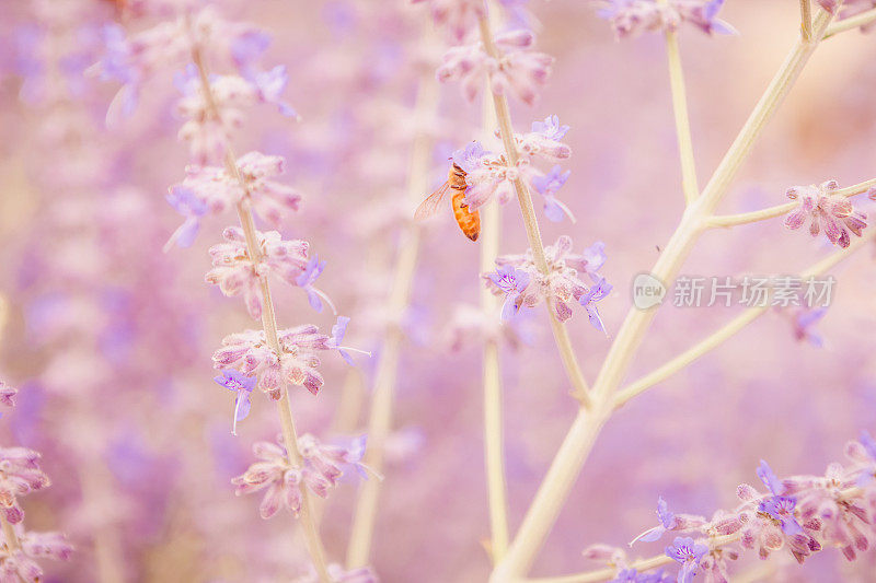 蜜蜂从薰衣草花中采集花蜜-自然背景