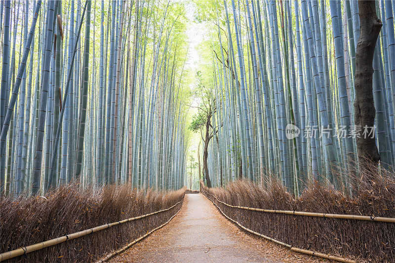 日本京都的岚山竹林