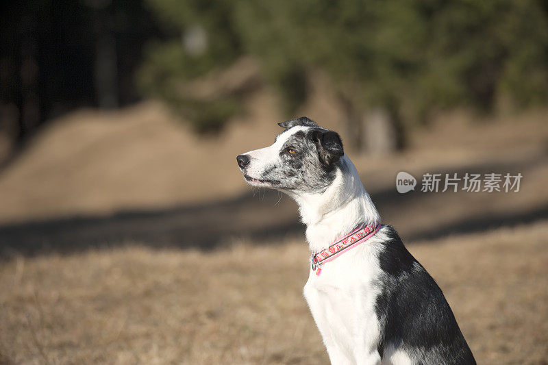 边境牧羊犬的小狗