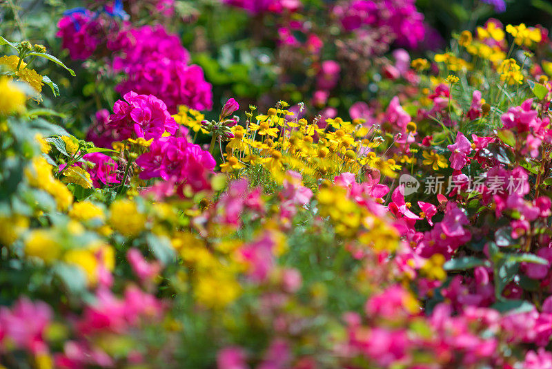 选择焦点-花坛花-秋海棠，万寿菊