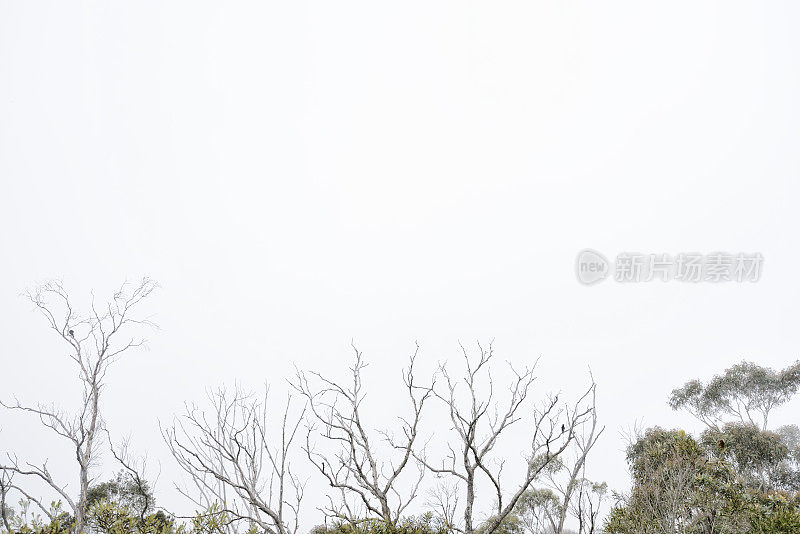 蓝山在雨和雾中，只有前景树木可见