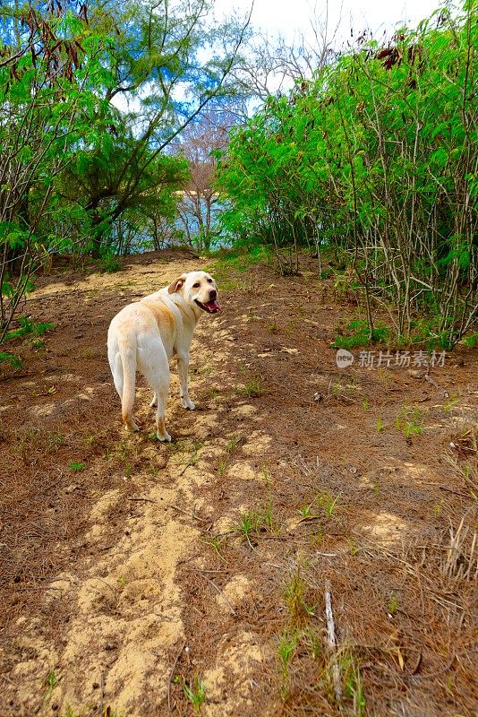 拉布拉多寻回犬