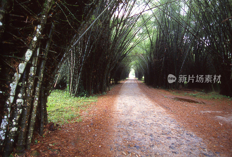 竹林和入口到Lancetilla植物园和植物园附近的Tela洪都拉斯中美洲