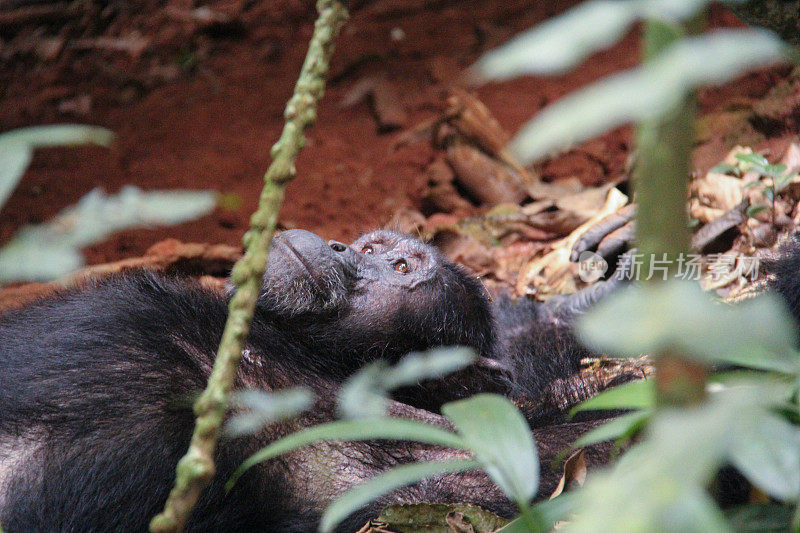 乌干达:一只黑猩猩躺在Kibale森林里