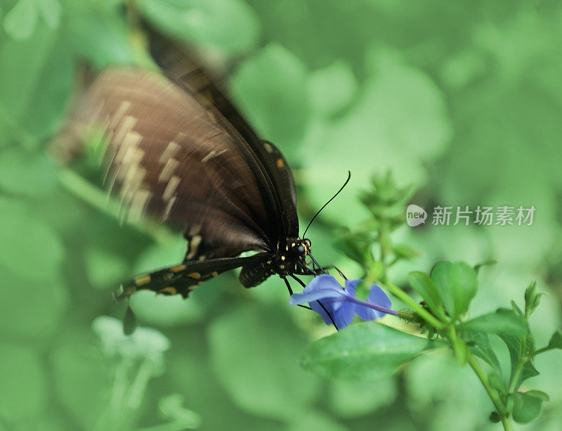 蝴蝶授粉的白花在柔和的彩色背景下