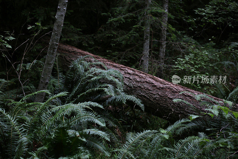 加拿大西海岸不列颠哥伦比亚省纳奈莫的一棵倒下的树