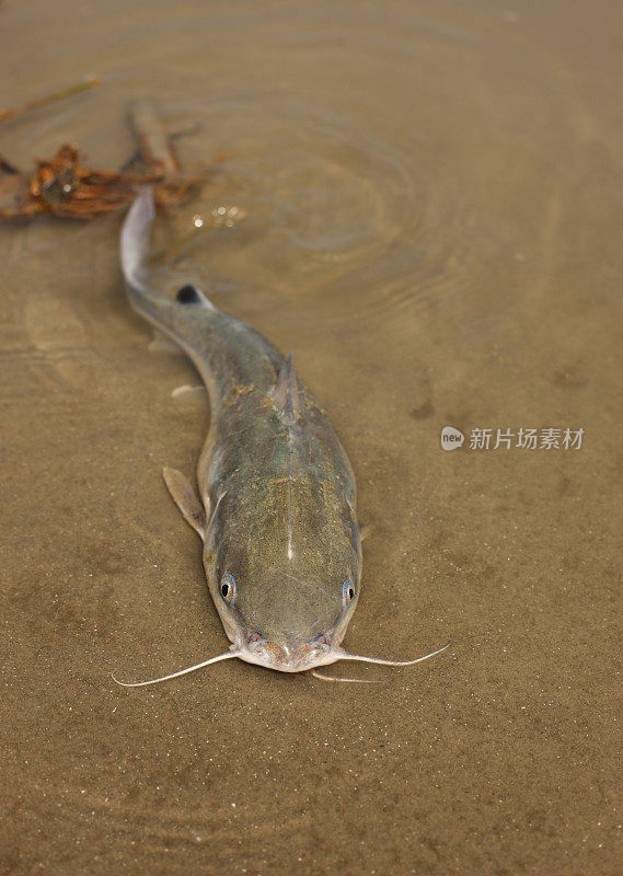 海湾沿岸浅水区的鲶鱼