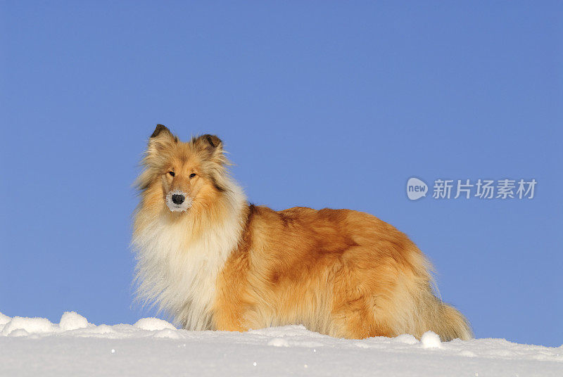 雪地里的牧羊犬