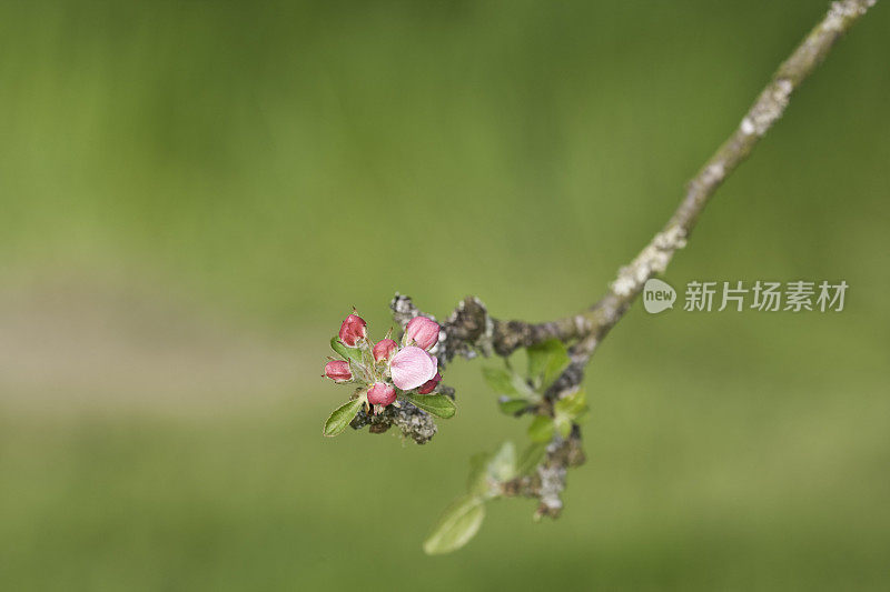 苹果花