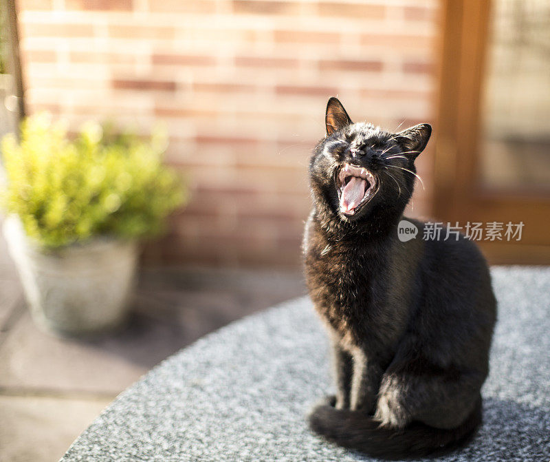 黑猫在花园的桌子上割草