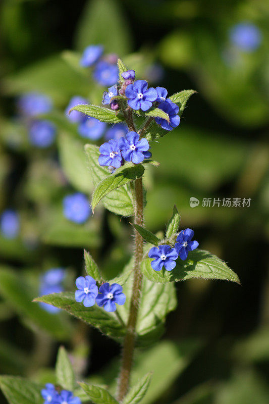 蓝花木勿忘我