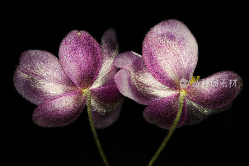 银莲花的花