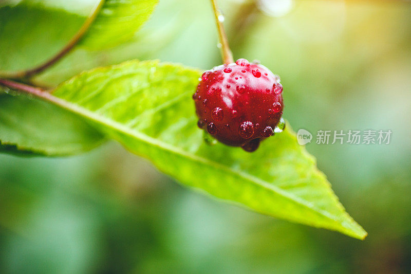 雨后的有机樱桃