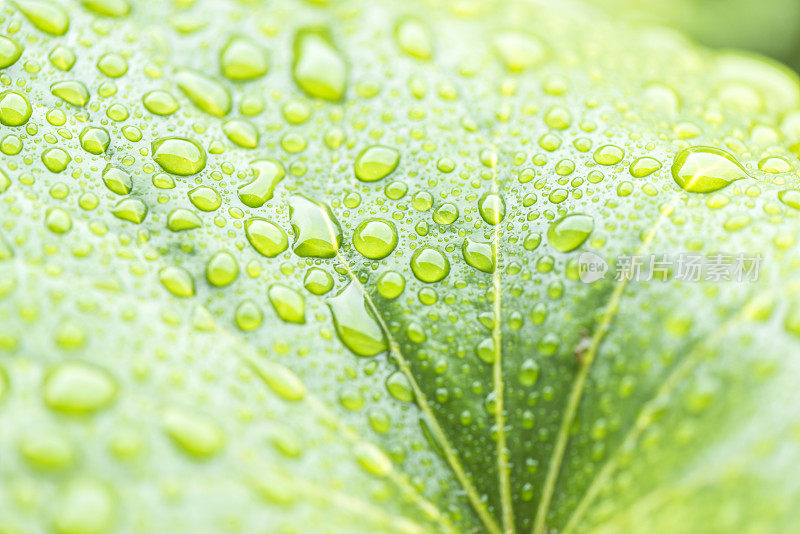 雨后的大绿叶