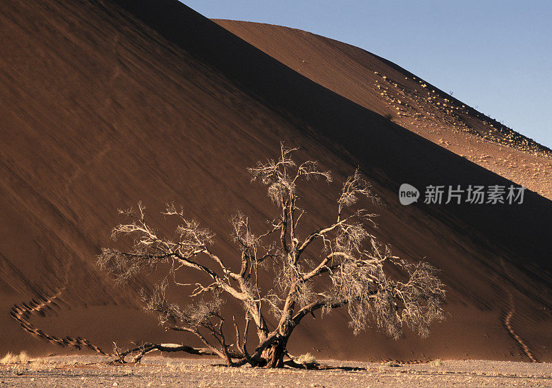 纳米布沙漠45号沙丘的骆驼刺