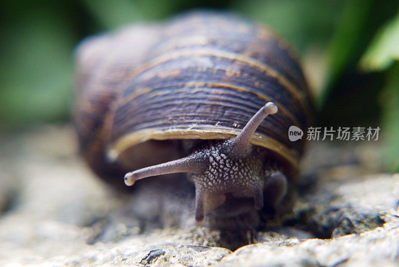 一个蜗牛爬行的低水平视点