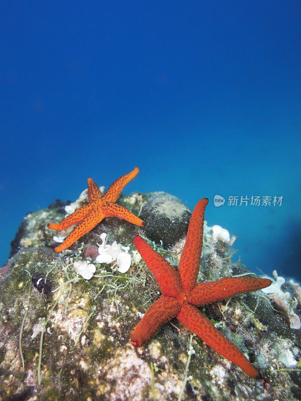 海底红海星