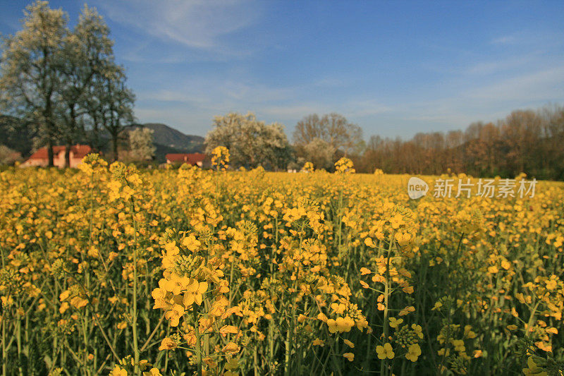 油菜花石油领域