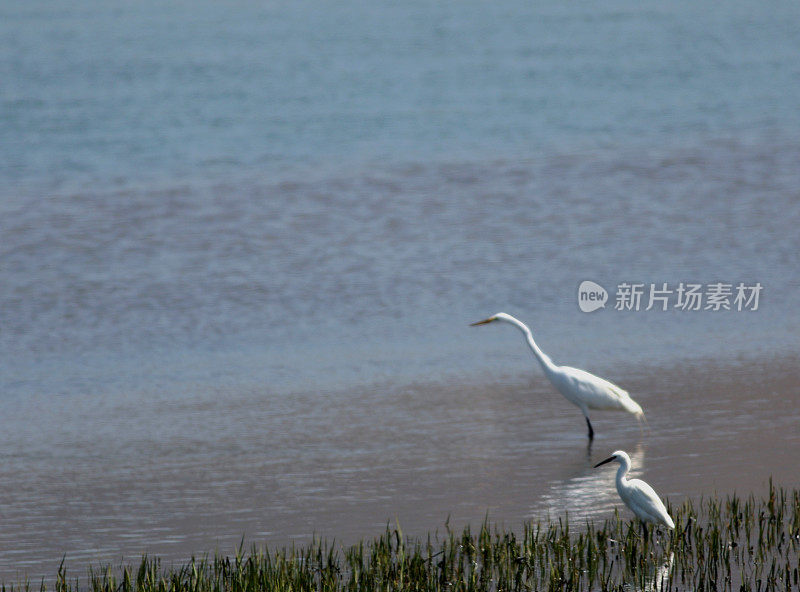 大白鹭和小白鹭