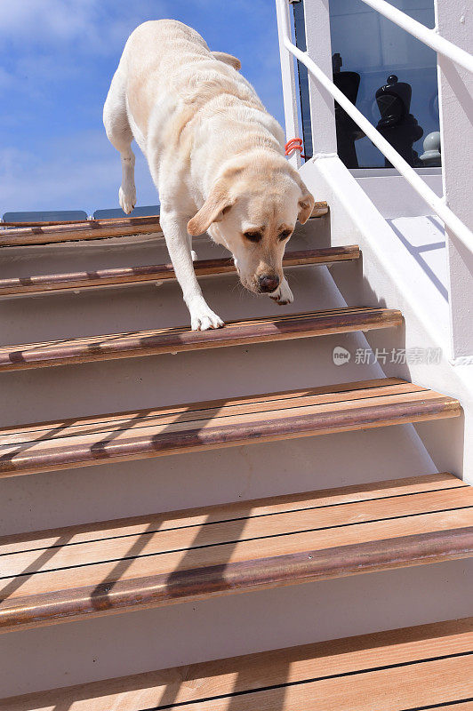 拉布拉多寻回犬