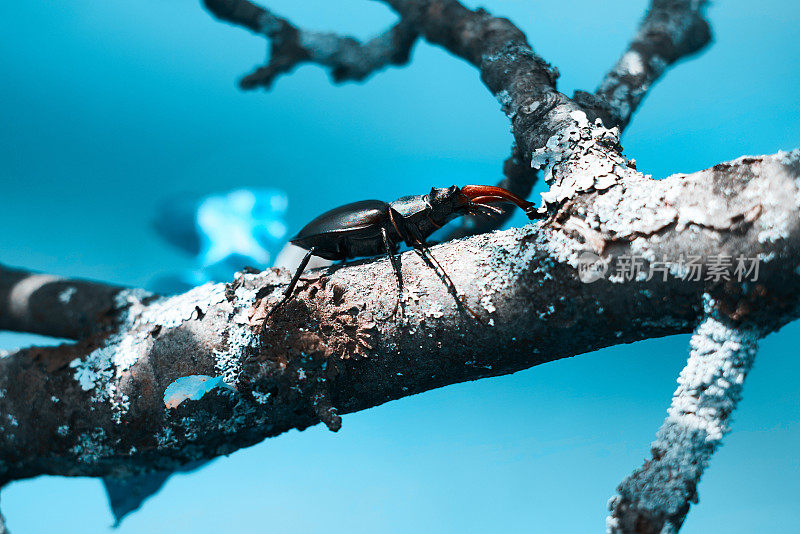 树枝上的牡鹿甲虫