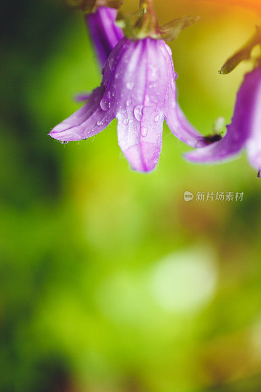 雨后的蓝花