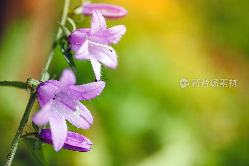 雨后的蓝花