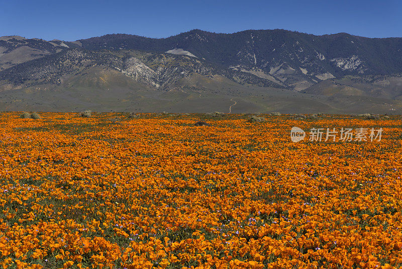 兰开斯特山谷的加州罂粟地毯