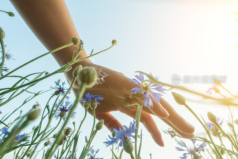 手触碰花