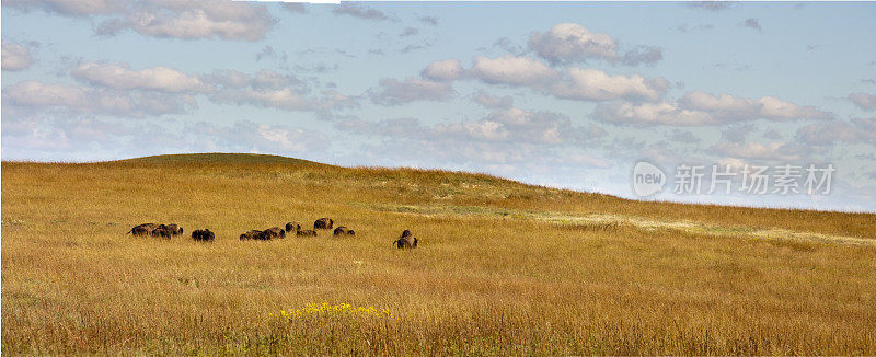一群野牛在堪萨斯高草草原保护区吃草