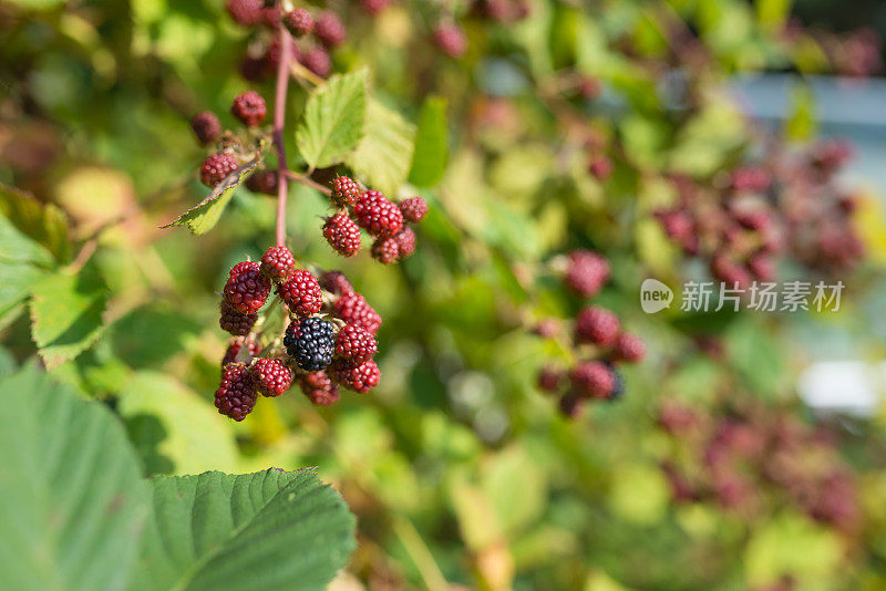 花园里有新鲜、成熟和未成熟的黑莓