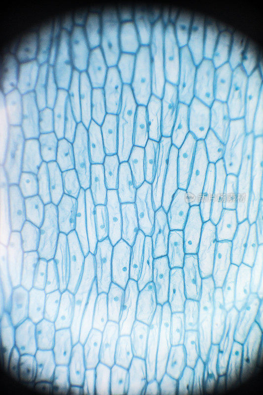 显微镜下的洋葱根顶部细胞