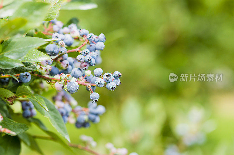 浆果农场里成熟的蓝莓。有选择性的重点