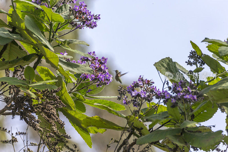 金门公园的蜂鸟