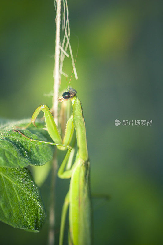 菜园里的螳螂