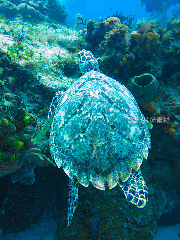 海洋生物与自然，动植物在加勒比海域