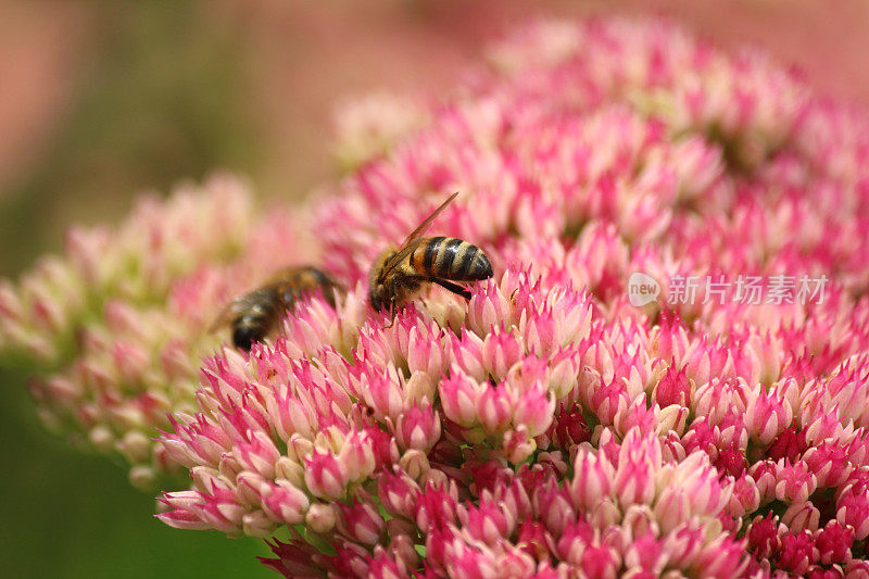 养蜂，花粉，粉红景天花，金凤草，石竹，冰花