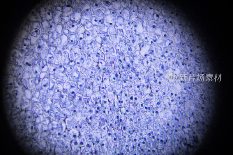 显微镜下的蚕豆根