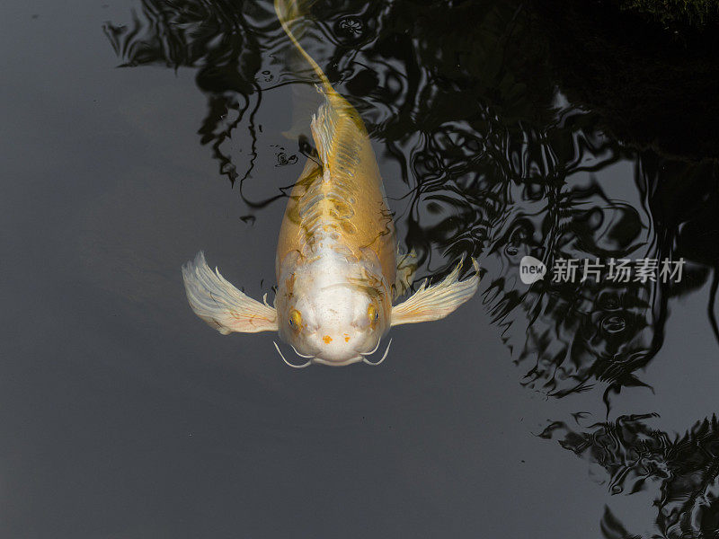 近景锦鲤游泳池倒影波特兰日本花园波特兰俄勒冈州