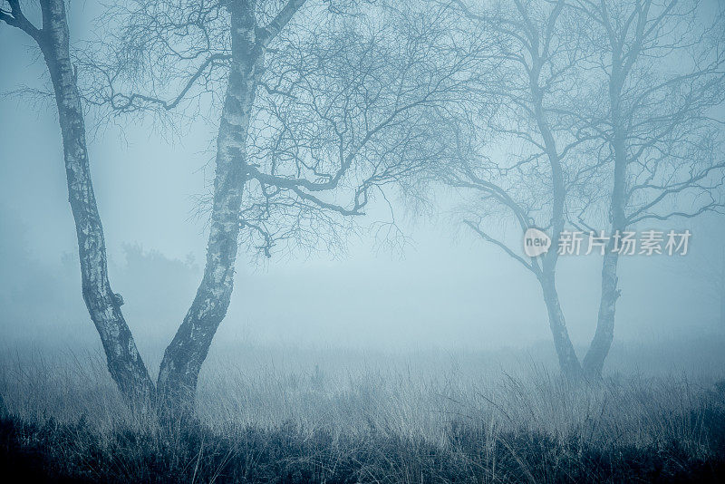 在一个多雾的日子里，森林地区多雾的荒原