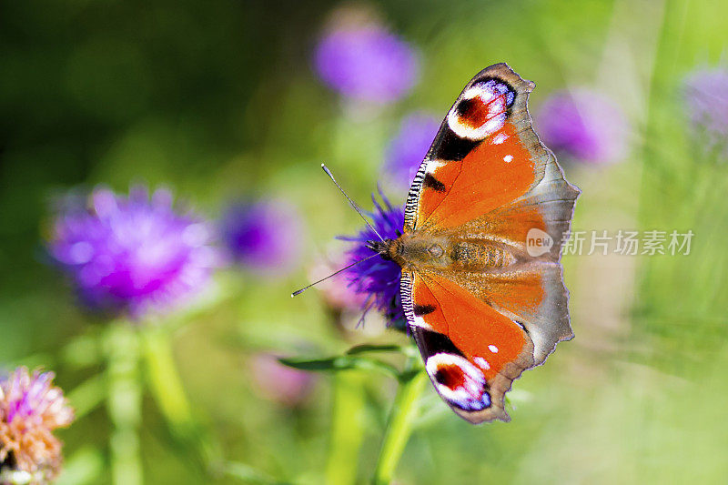 英国坎布里亚郡的湖区恩纳代尔，彩色孔雀蝴蝶在矢车菊花上。