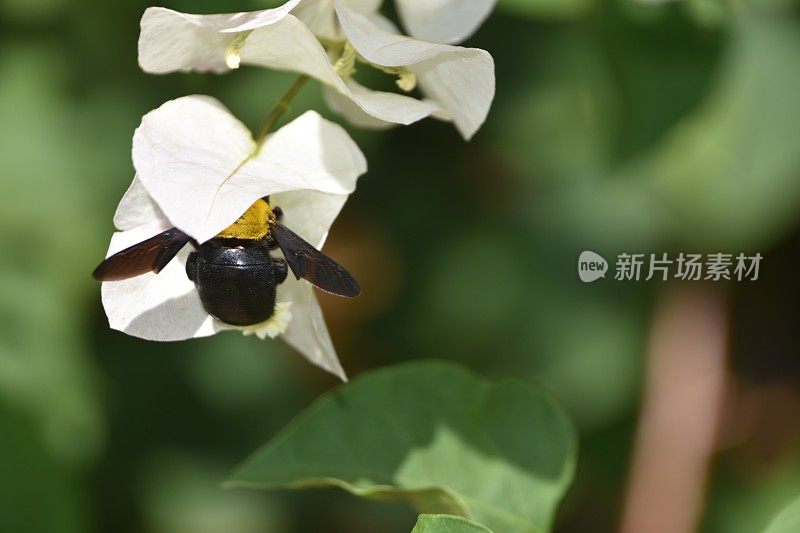 黄色的大黄蜂靠近一朵白色的花